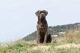 CANE CORSO 195